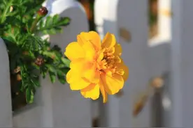 为何有些人会经常梦到去世的亲人，原因不外乎这2点图片