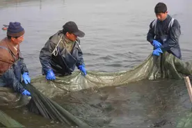 泥鳅如何养殖？初夏季节养殖泥鳅5个注意事项，泥鳅养殖户了解下图片