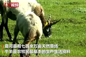 小新的Vlog：草原上的羊粪蛋“变废为宝”总共分几步？图片