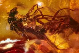 在交配时变成琥珀，4100万年后还被围观，世界上尴尬之事莫过于此图片