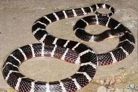 蛇界的“金角大王”与“银角大王”，一个“肉蛇”一个“杀人王”图片