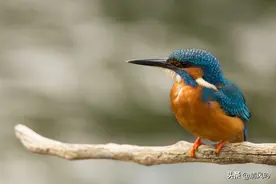 遛鸟的人是北京人里头起得最早的一拨图片
