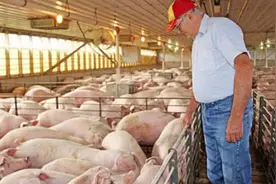 为什么美国人很少吃猪肉，却还是养猪大国呢？看完涨知识了！图片