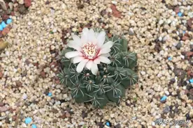 园林云课堂（134）| 多肉植物开花都这么讲究吗？图片
