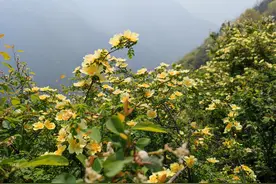 从子午峪凤凰岭到白石峪，看尽黄刺玫、白鹃梅、棣棠花、大瀑布图片