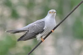 这鸟名叫姑姑等叫声凄凉阴沉有故事图片