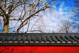 800年的古银杏，怀中抱松。图片