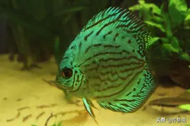 各类观赏鱼带小鱼苗的方式汇总，看看你鱼缸里的鱼是哪种育儿方式图片