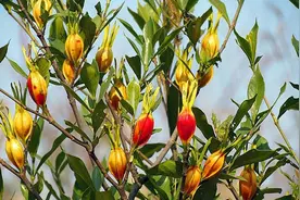 吃栀子花的人越来越多，市场需求巨大价格高，抓紧种植！图片