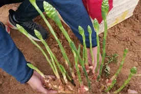 姜田稀罕事，十年难得一见的大姜开花好像越来越普遍，有啥影响图片