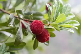 杨梅有虫不能吃？了解 4 点，放心大胆吃杨梅图片