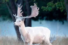 白鹿原：半人半仙朱先生大限将至时，为何流着泪向妻子叫声“妈”图片