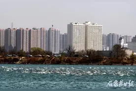 700多只小天鹅飞抵滹沱河！它来了，它来了，它翩翩起舞飞来了图片