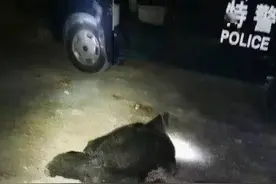 2020年，四川黑熊高智商作案袭杀3人，放“熊”归山后果有多严重图片