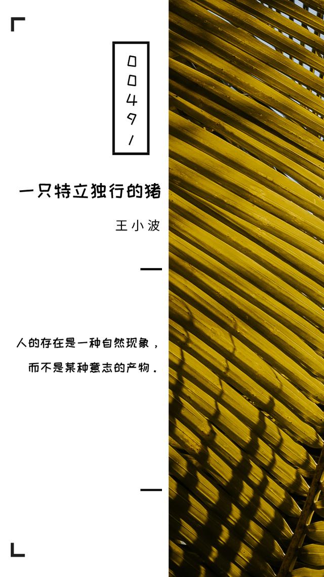 《一只特立独行的猪》十句经典句子