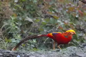 凤凰的原型就是它！北京野保工作者在四川大熊猫国家公园拍到了图片