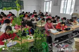 豌豆的故事图片