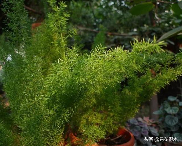 武竹又叫狐尾天门冬，观花观叶观果，和文竹观赏价值不相上下