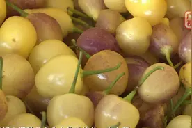 从“盆景椒”到“多用椒” 五彩椒装上广西“芯”图片