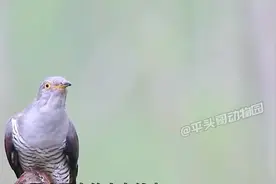 800万人在西瓜围观一种会吸血的鸟图片