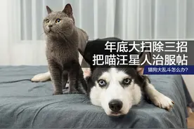 猫狗乱斗脏乱差？年底大扫除我三招把它们治服帖图片