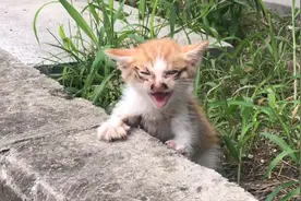浙江：患多种疾病，刚满月就成流浪猫，猫咪：我还想看看这世界图片