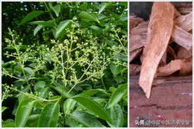 “七”字辈的中药，你知道几个？图片