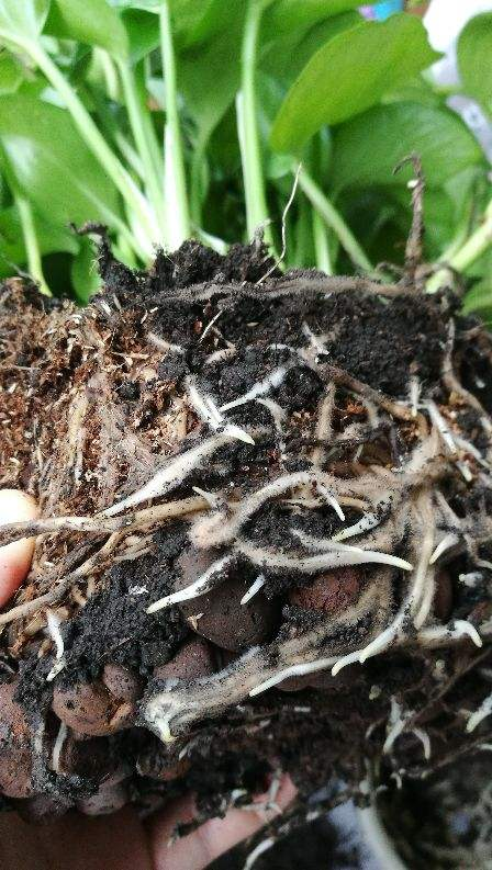 植物轻微烂根,可以依靠自愈能力,做好3点最重要