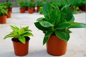 绣球秋季养护方法，明年春枝繁叶茂开爆花图片