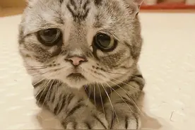 「今日奇特」悲伤猫图片