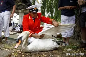 英国街头路霸通缉令：你也见过这些凶神恶煞的鸟鸭鹅松鼠吗？图片