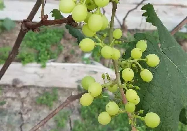 葡萄缺铁有什么症状？叶片发白，选择合适铁肥补救