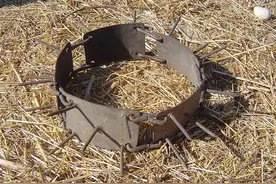 草原猛犬为啥都带刺项圈，不是为美观，而是为保命，对付狼最有效图片