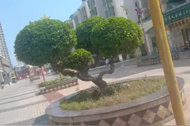 ≈五律·宠物狗出游记图片