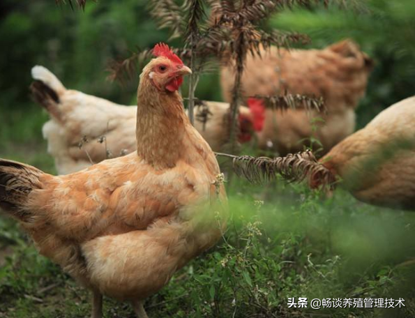 鸡常用的蛋白质饲料有哪些？