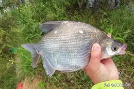 秋天钓鳊鱼，钓离底比钓底好，用这两种钓法，鳊鱼连竿上图片