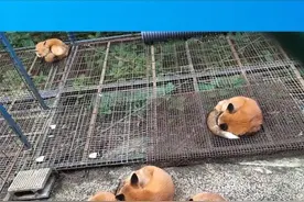 每日笑笑：得罪女票的下场图片