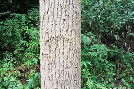 看树皮识木！最全指南出炉（建议收藏）图片