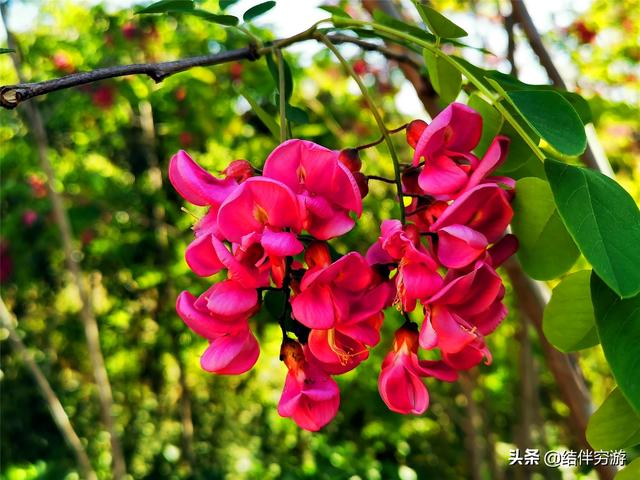 一年一度槐花开，紫槐更比洋槐美，宛如紫葡挂满枝
