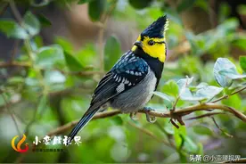 百花岭“岭花”之一：“黄脸婆”靓鸟~“黄颊山雀”图片