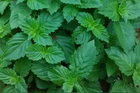 广西黑老虎套种凉粉草高产高效种植技术图片