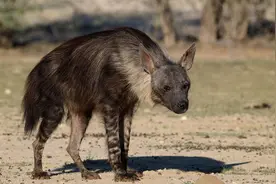 别再小瞧鬣狗了，它们对草原的贡献难以取代图片