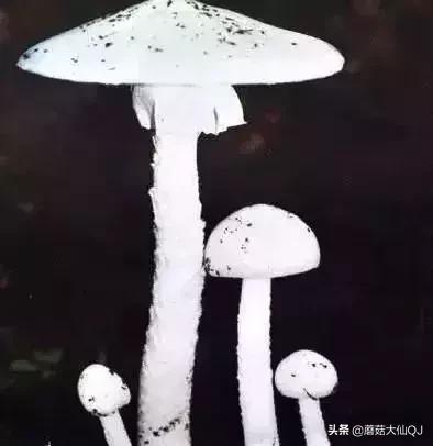 楚雄市南华县舌尖盛宴——菌子大全