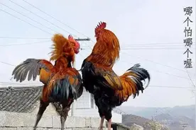 公鸡、泻药、澡堂、半年假（不好笑你打我）图片