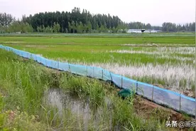 朔州：稻田养河蟹“一水两用”效益高图片