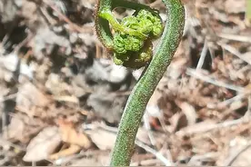 家乡特产纯野生蕨菜图片