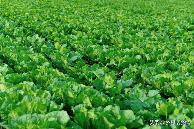 浠婂勾澶х櫧鑿滈暱寰楀ソ锛屽浜忎簡杩欎笁涓柟娉曪紝鏀惰棌璧锋潵浠ュ悗璇曚竴璇? onerror=