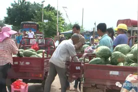 瓜农难、瓜农难、宾阳瓜农真是难……图片