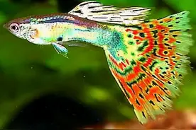 近百种热带鱼欣赏图片