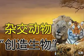 违逆自然的行为！如何看待人类给动物进行杂交配种？图片